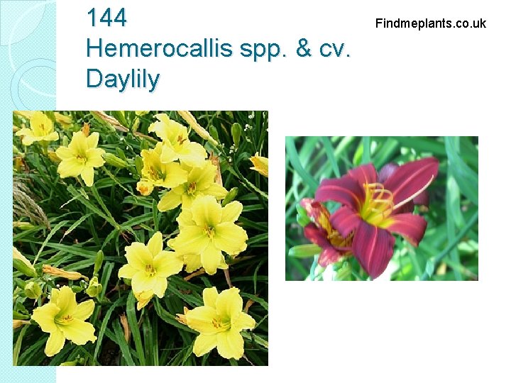 144 Hemerocallis spp. & cv. Daylily Findmeplants. co. uk 