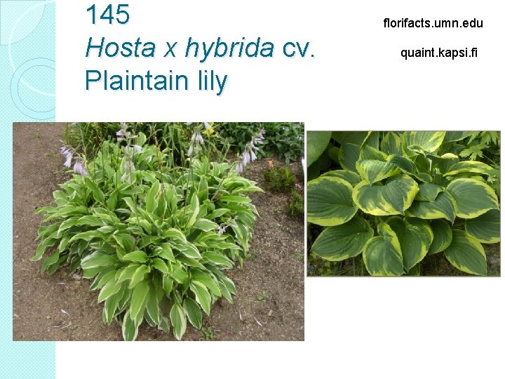 145 Hosta x hybrida cv. Plaintain lily florifacts. umn. edu quaint. kapsi. fi 