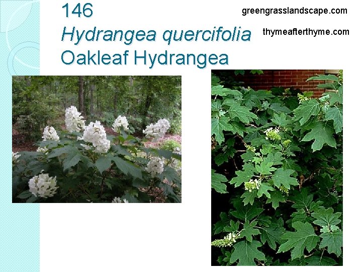 greengrasslandscape. com 146 Hydrangea quercifolia thymeafterthyme. com Oakleaf Hydrangea 