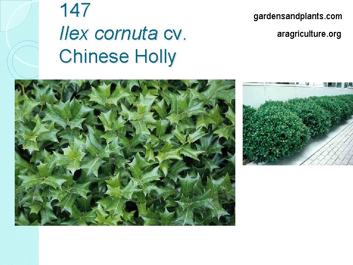 147 Ilex cornuta cv. Chinese Holly gardensandplants. com aragriculture. org 