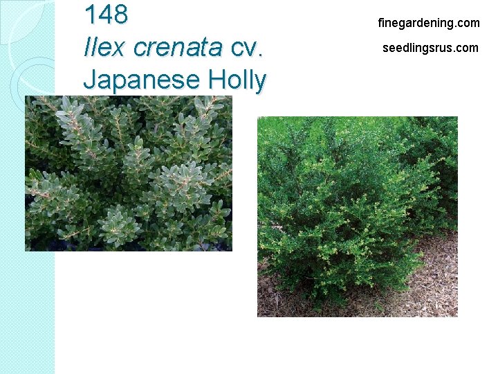 148 Ilex crenata cv. Japanese Holly finegardening. com seedlingsrus. com 