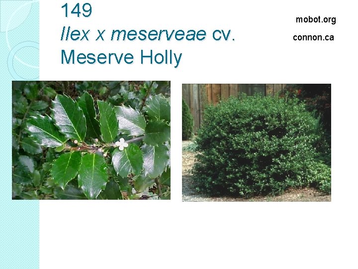 149 Ilex x meserveae cv. Meserve Holly mobot. org connon. ca 