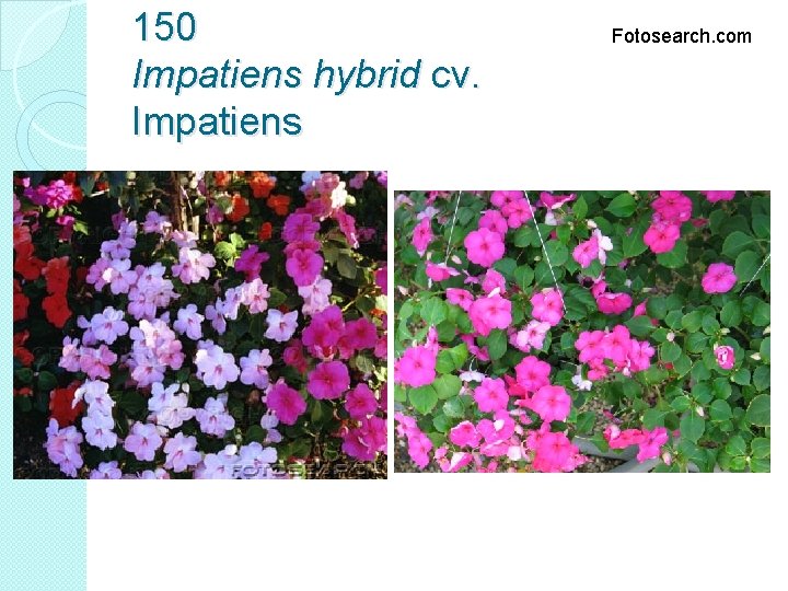 150 Impatiens hybrid cv. Impatiens Fotosearch. com 