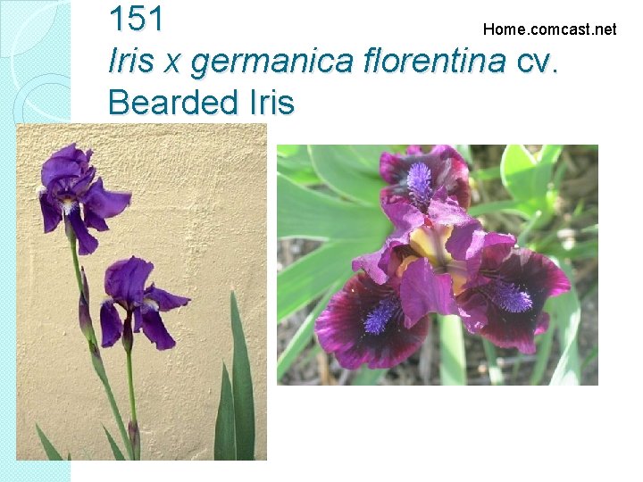 151 Home. comcast. net Iris x germanica florentina cv. Bearded Iris 