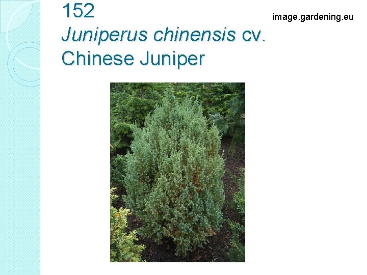 152 image. gardening. eu Juniperus chinensis cv. Chinese Juniper 