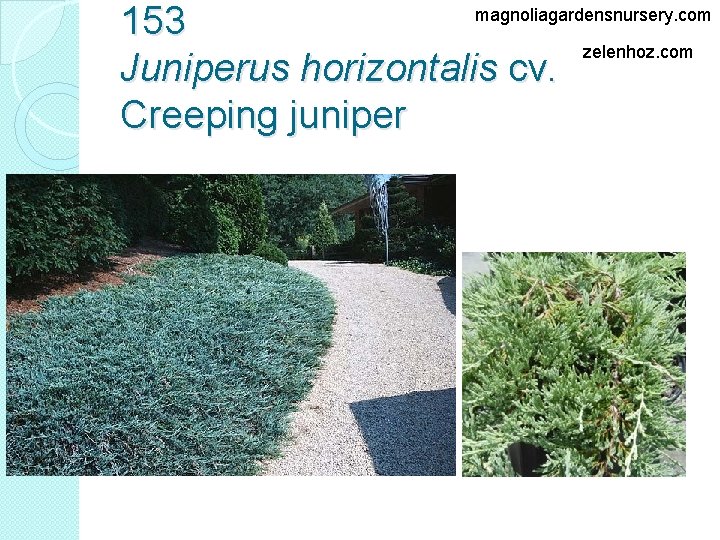 magnoliagardensnursery. com 153 zelenhoz. com Juniperus horizontalis cv. Creeping juniper 