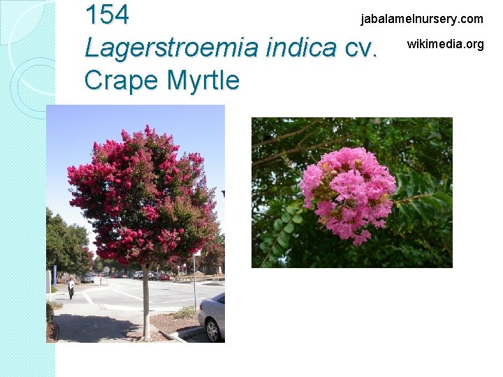 jabalamelnursery. com 154 Lagerstroemia indica cv. wikimedia. org Crape Myrtle 