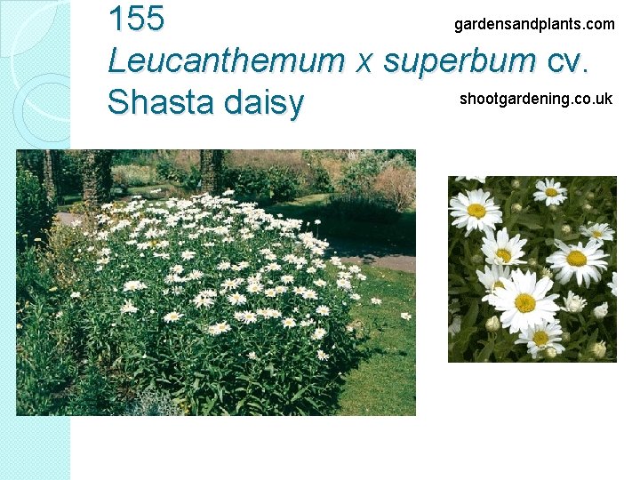 gardensandplants. com 155 Leucanthemum x superbum cv. shootgardening. co. uk Shasta daisy 