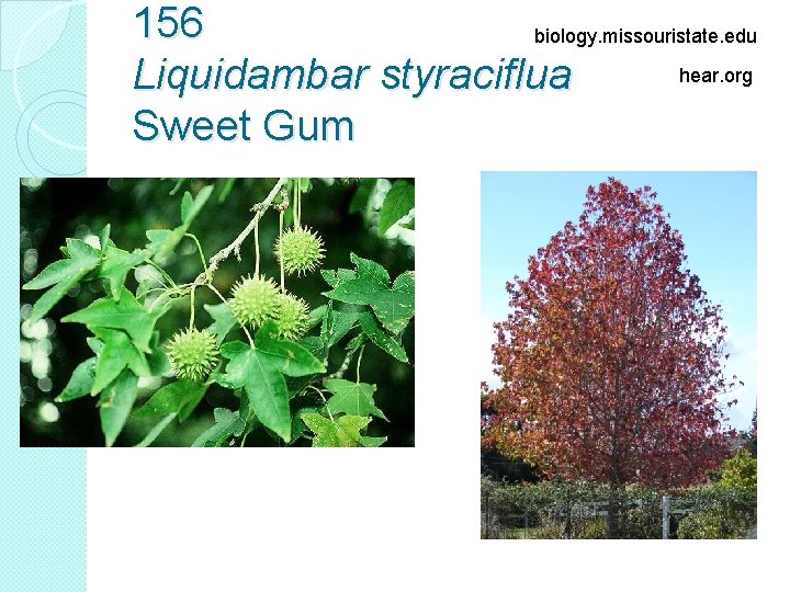 156 biology. missouristate. edu hear. org Liquidambar styraciflua Sweet Gum 