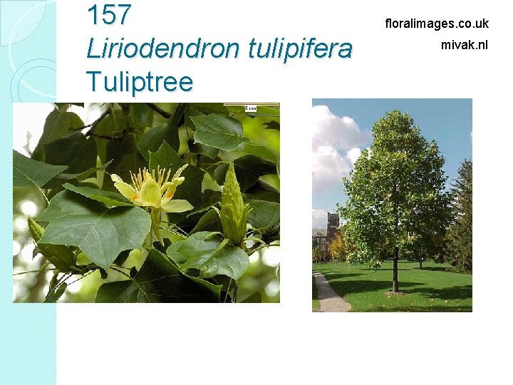 157 Liriodendron tulipifera Tuliptree floralimages. co. uk mivak. nl 