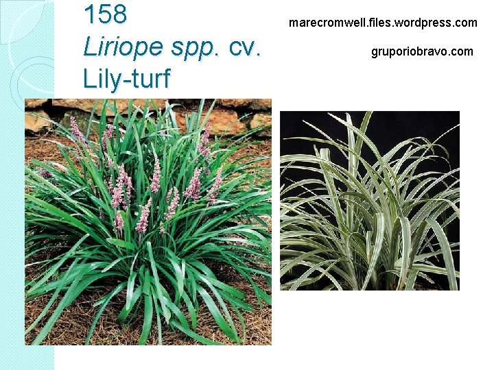 158 Liriope spp. cv. Lily-turf marecromwell. files. wordpress. com gruporiobravo. com 