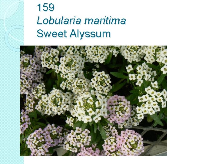 159 Lobularia maritima Sweet Alyssum 