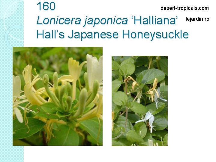 desert-tropicals. com 160 Lonicera japonica ‘Halliana’ lejardin. ro Hall’s Japanese Honeysuckle 