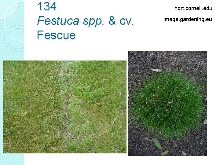 134 Festuca spp. & cv. Fescue hort. cornell. edu image. gardening. eu 