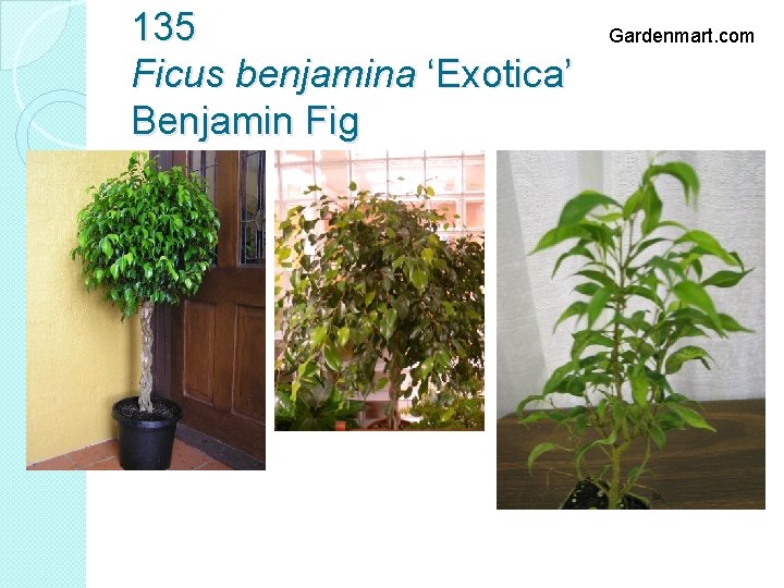 135 Ficus benjamina ‘Exotica’ Benjamin Fig Gardenmart. com 