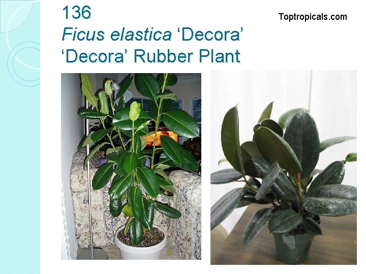 136 Ficus elastica ‘Decora’ Rubber Plant Toptropicals. com 