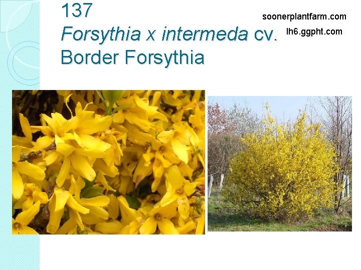 137 soonerplantfarm. com Forsythia x intermeda cv. lh 6. ggpht. com Border Forsythia 