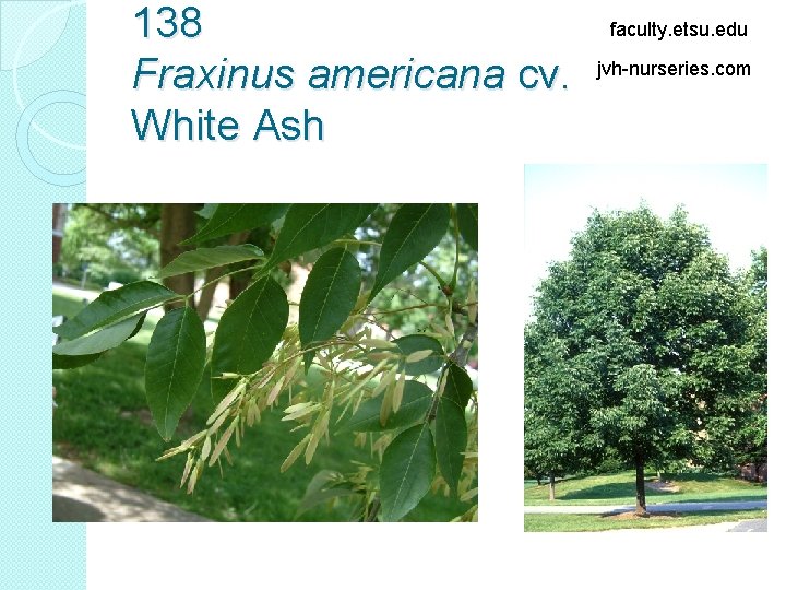 138 Fraxinus americana cv. White Ash faculty. etsu. edu jvh-nurseries. com 