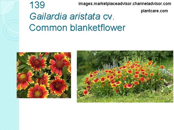 images. marketplaceadvisor. channeladvisor. com 139 plantcare. com Gailardia aristata cv. Common blanketflower 