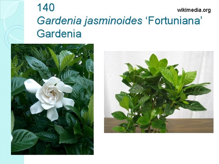 140 wikimedia. org Gardenia jasminoides ‘Fortuniana’ Gardenia 