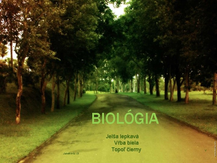 BIOLÓGIA Janeková I. D Jelša lepkavá Vŕba biela Topoľ čierny V. 