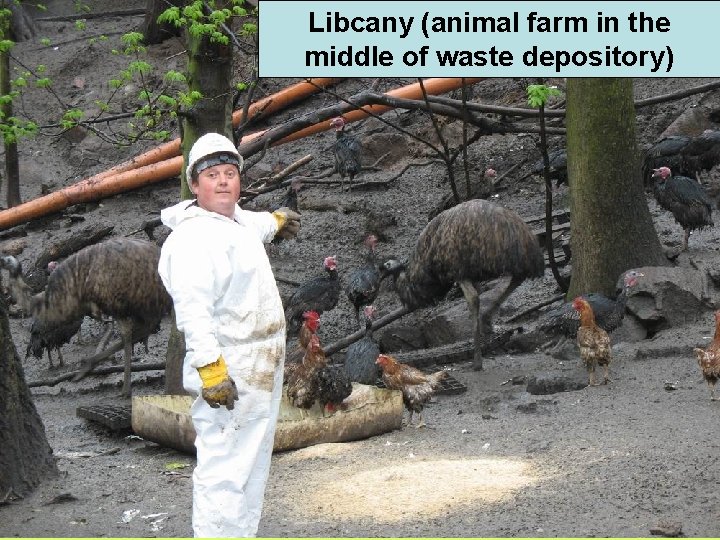 Libcany (animal farm in the middle of waste depository) 