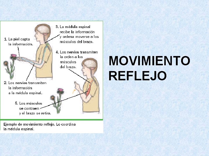 MOVIMIENTO REFLEJO 