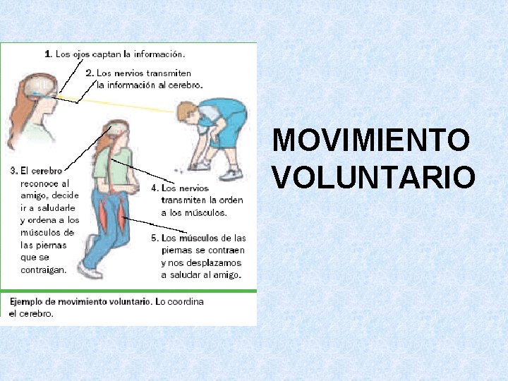 MOVIMIENTO VOLUNTARIO 