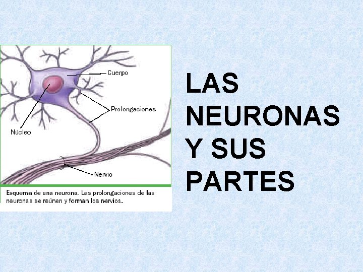 LAS NEURONAS Y SUS PARTES 