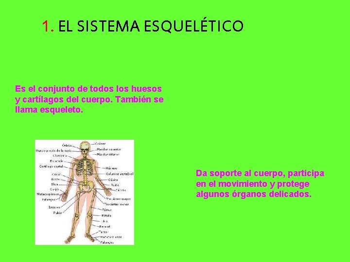 1. EL SISTEMA ESQUELÉTICO Es el conjunto de todos los huesos y cartílagos del