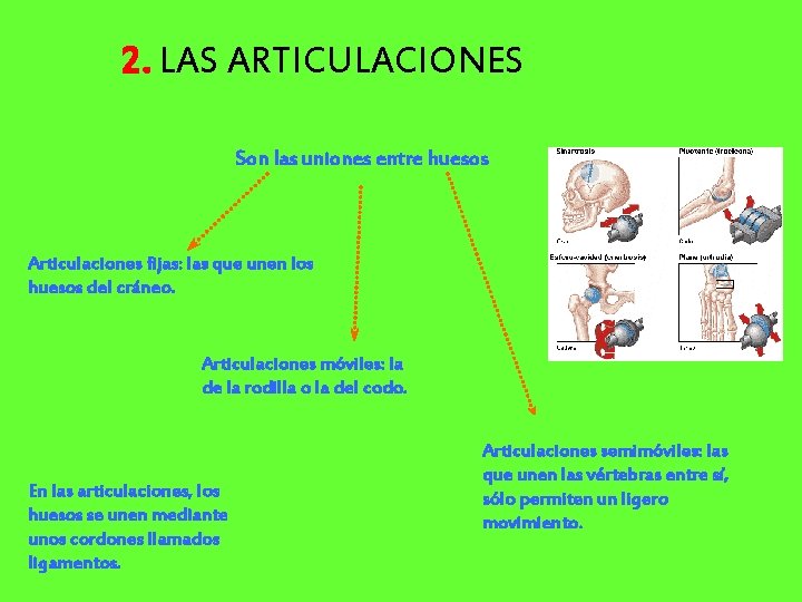 2. LAS ARTICULACIONES Son las uniones entre huesos Articulaciones fijas: las que unen los