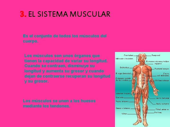 3. EL SISTEMA MUSCULAR Es el conjunto de todos los músculos del cuerpo. Los