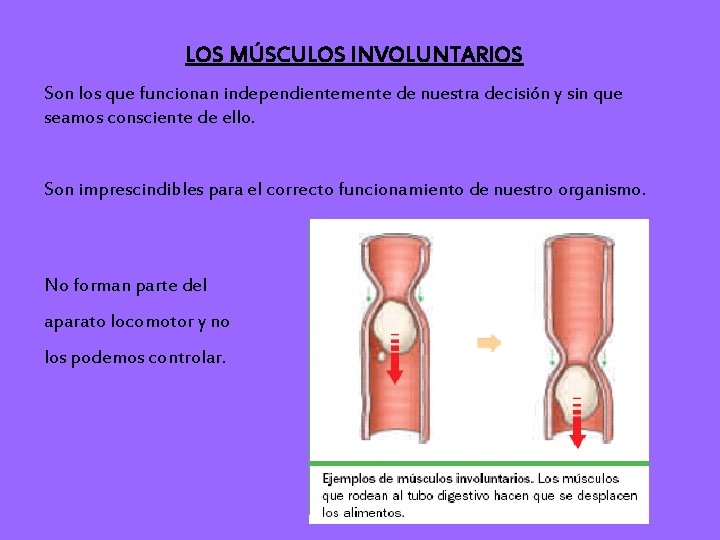 LOS MÚSCULOS INVOLUNTARIOS Son los que funcionan independientemente de nuestra decisión y sin que