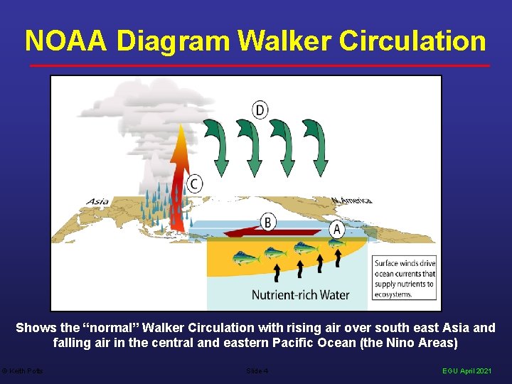 NOAA Diagram Walker Circulation Shows the “normal” Walker Circulation with rising air over south