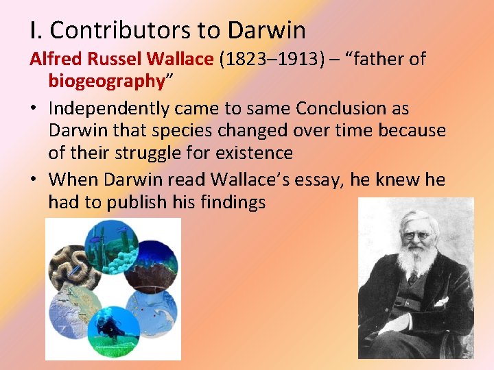 I. Contributors to Darwin Alfred Russel Wallace (1823– 1913) – “father of biogeography” •