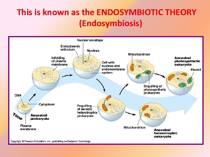 This is known as the ENDOSYMBIOTIC THEORY (Endosymbiosis) 