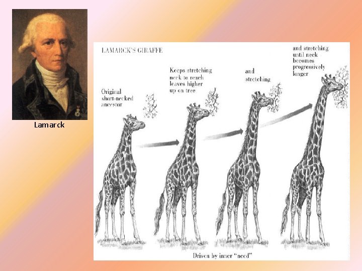 Lamarck 