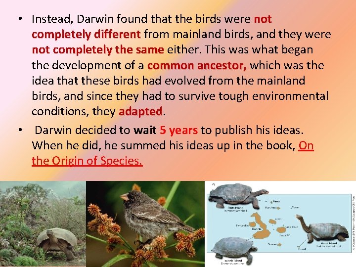  • Instead, Darwin found that the birds were not completely different from mainland