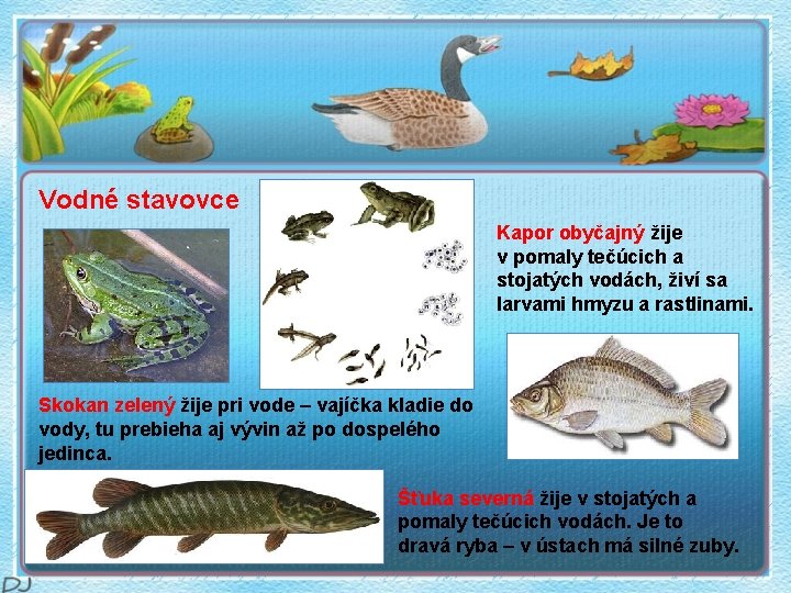 Vodné stavovce Kapor obyčajný žije v pomaly tečúcich a stojatých vodách, živí sa larvami