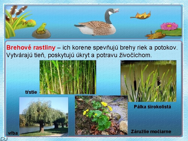 Brehové rastliny – ich korene spevňujú brehy riek a potokov. Vytvárajú tieň, poskytujú úkryt