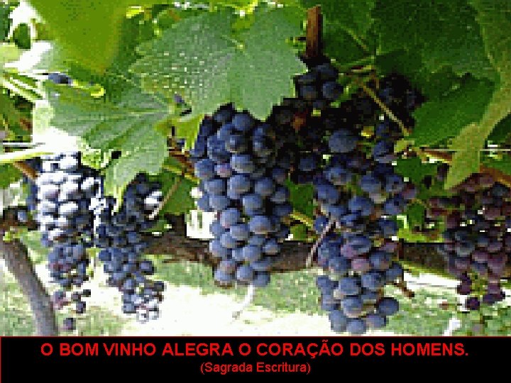 O BOM VINHO ALEGRA O CORAÇÃO DOS HOMENS. (Sagrada Escritura) 