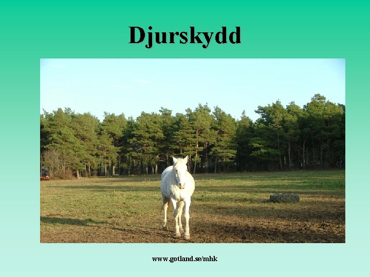 Djurskydd www. gotland. se/mhk 