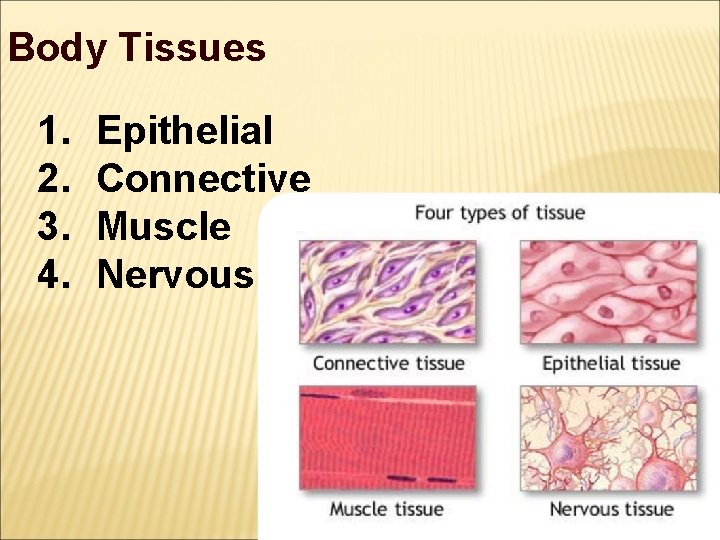 Body Tissues 1. 2. 3. 4. Epithelial Connective Muscle Nervous 