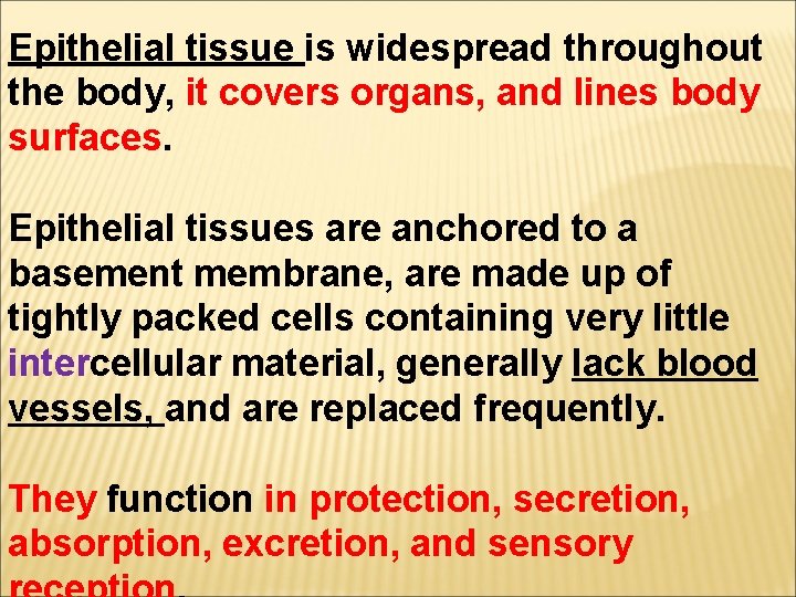 Epithelial tissue is widespread throughout the body, it covers organs, and lines body surfaces.