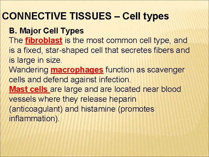 CONNECTIVE TISSUES – Cell types B. Major Cell Types The fibroblast is the most