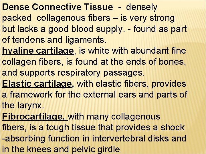 Dense Connective Tissue - densely packed collagenous fibers – is very strong but lacks