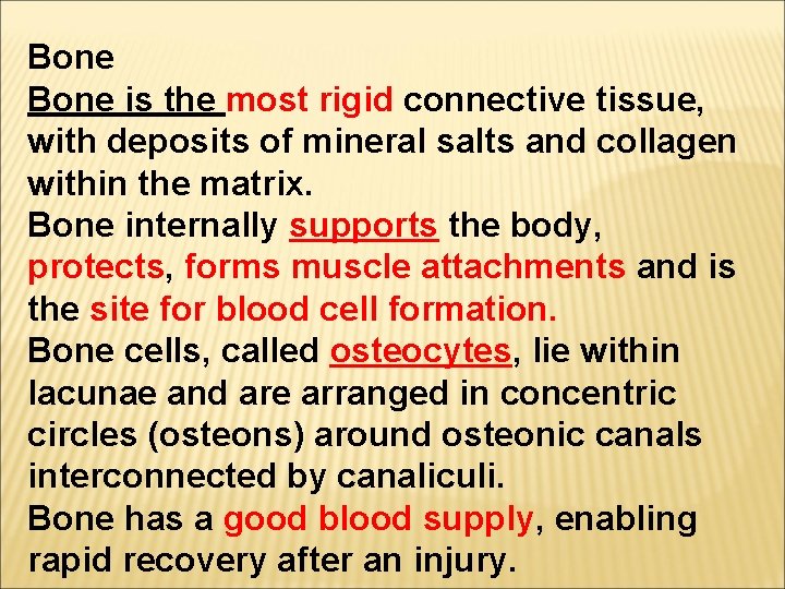 Bone is the most rigid connective tissue, with deposits of mineral salts and collagen