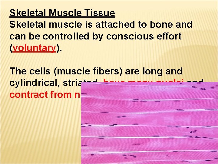 Skeletal Muscle Tissue Skeletal muscle is attached to bone and can be controlled by