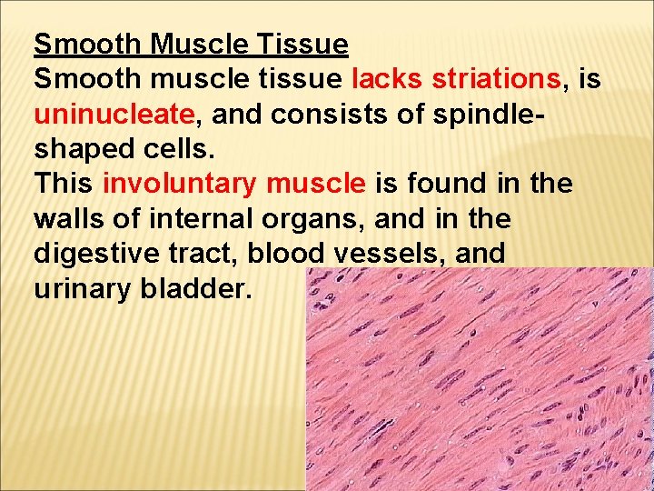 Smooth Muscle Tissue Smooth muscle tissue lacks striations, is uninucleate, and consists of spindleshaped