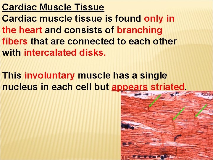 Cardiac Muscle Tissue Cardiac muscle tissue is found only in the heart and consists